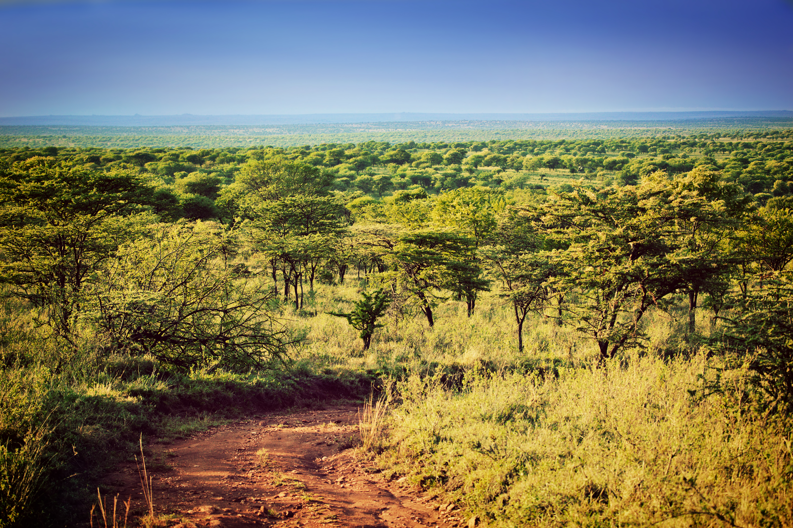 FXIFY™ Grows 15,400+ Trees in Tanzania to Support Local Communities for Earth Day