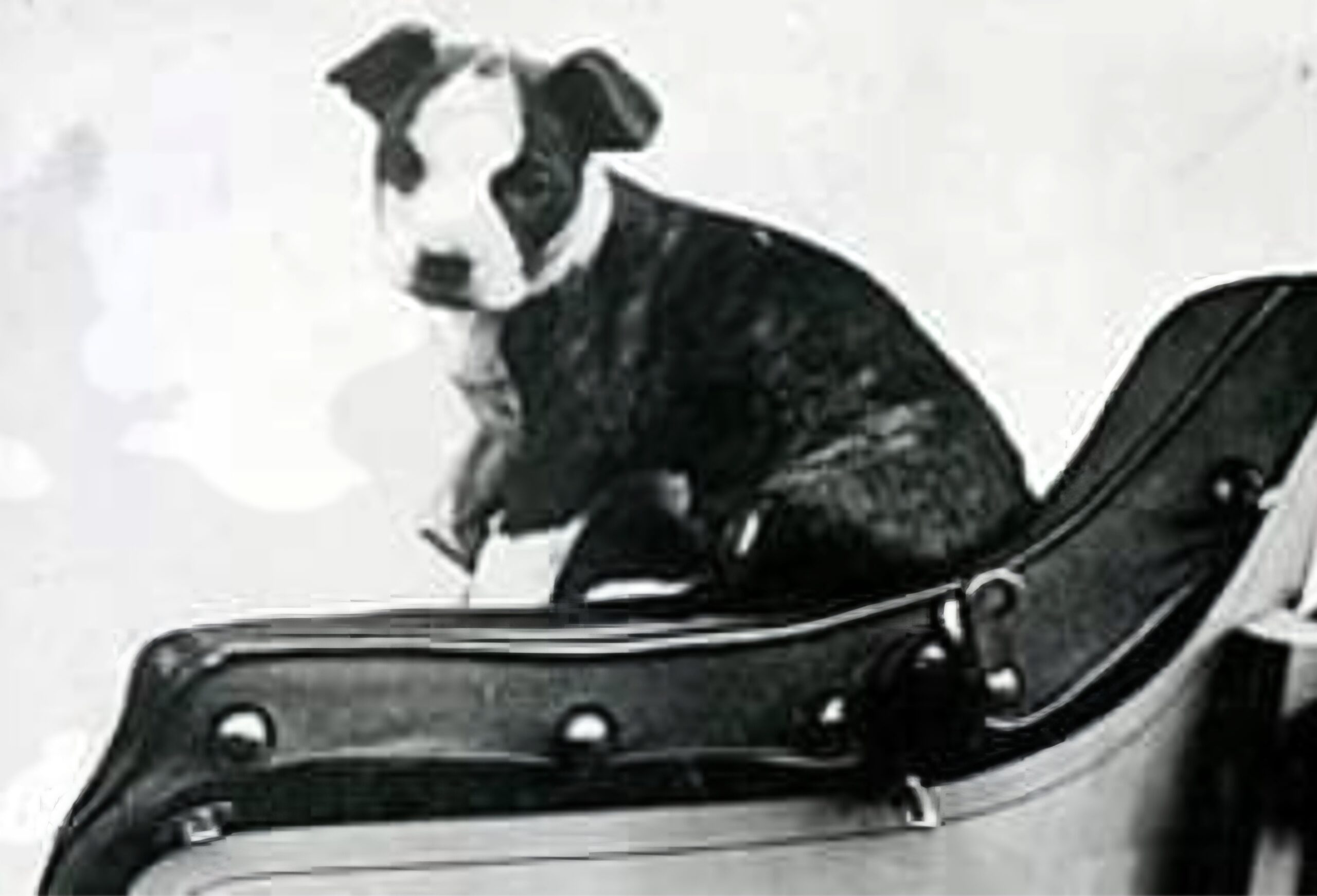 HONK HONK – THE FIRST DOG TO TRAVEL RIGHT ROUND THE WORLD