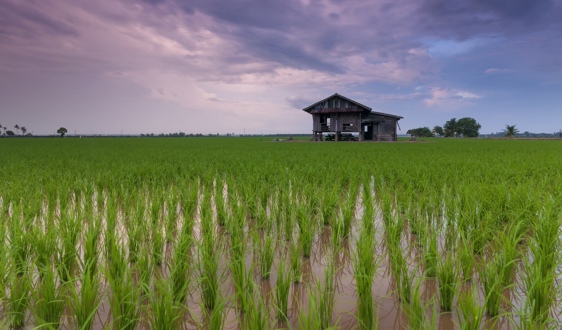 European Rice Campaign Supports Sustainable Farming Practices of EU Rice