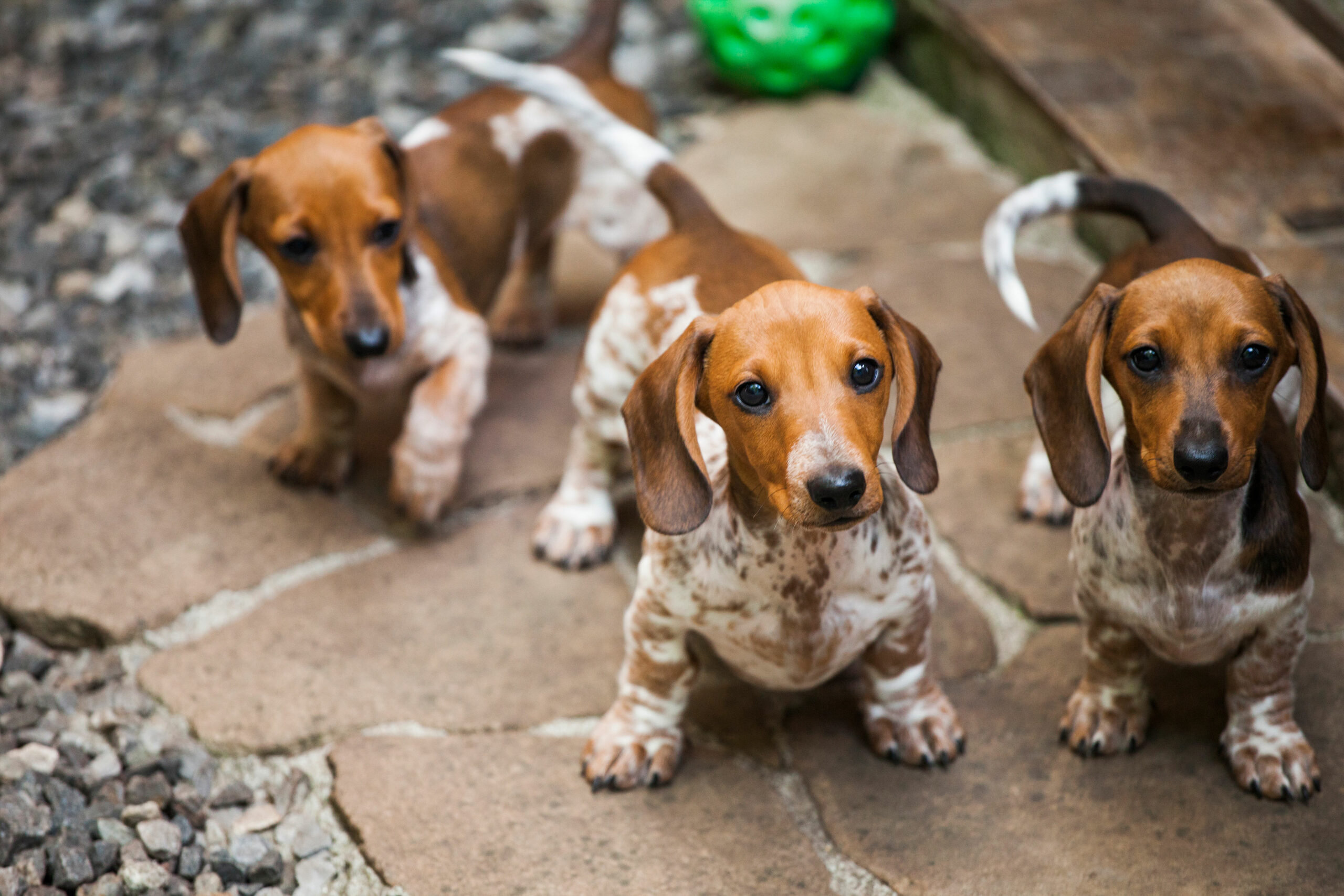 Fox and Hounds Country Hotel in Devon set to host Dachshund Weekend