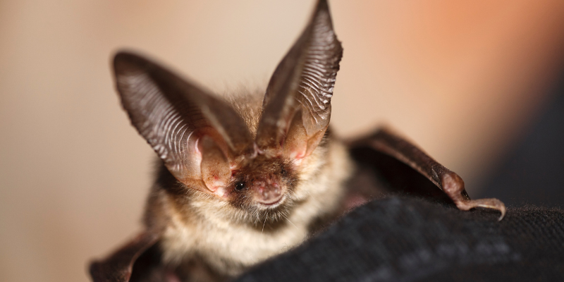 Dream Home Purchase Halted After Protected Bat Colony Discovery Saves Buyer £50,000