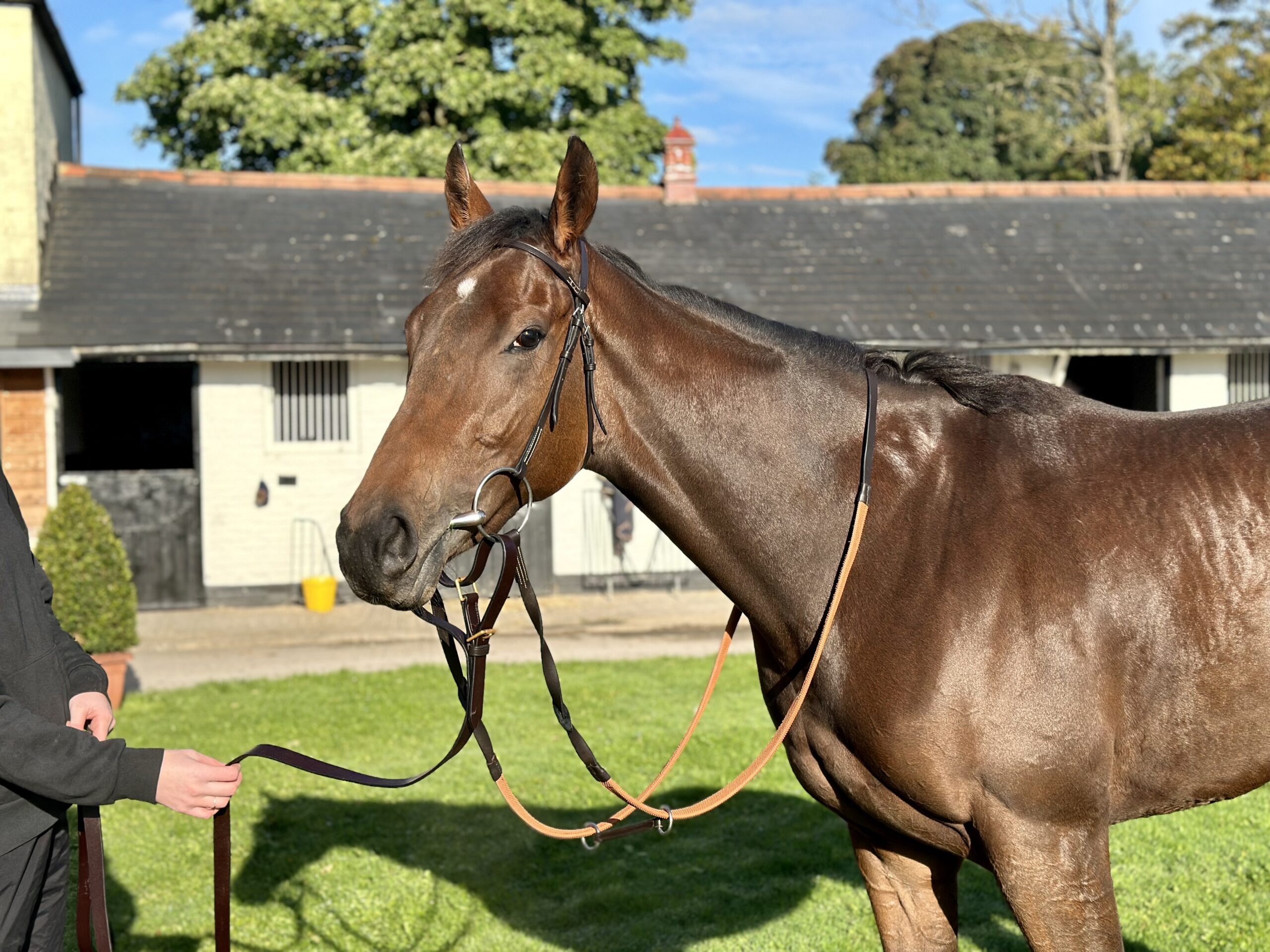 This Valentine’s Day, Say ‘Love You Millions’ with Racehorse Shares